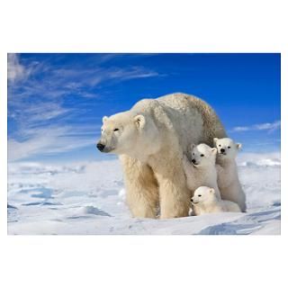 View of Polar Bear sow (Ursus Maritimus) with her Poster