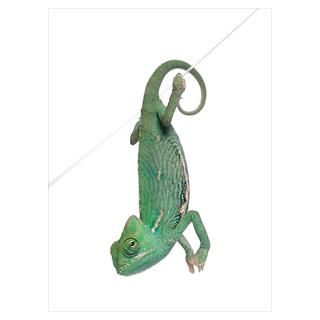 Young veiled chameleon Chamaeleo calyptratus hang for $19.00