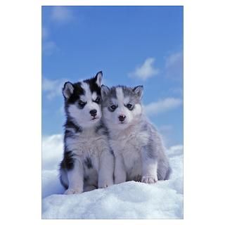 Two Siberian Husky puppies sitting in snow Poster