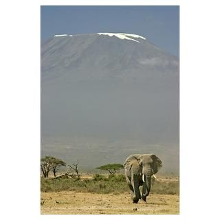 Wall Art  Posters  Elephant in shadow of Mt
