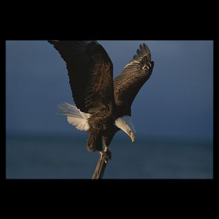 Northern American Bald Eagle, Homer, Alaska  National Geographic Art