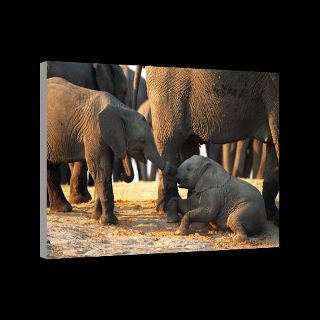 National Geographic Art Store  2011_12_20_7  Elephant, Africa