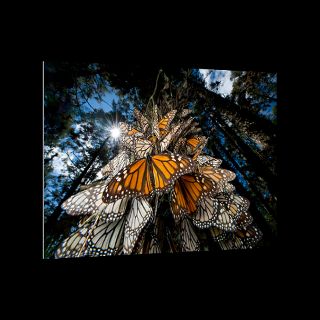 National Geographic Art Store  2012_01_11 048  Sierra Chincua