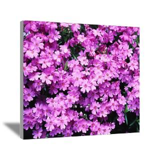 Wall Art  Canvas Art  Purple Shiba Cherry Blossoms