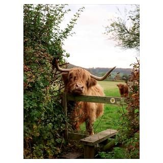 Wall Art  Posters  Highland cow Poster