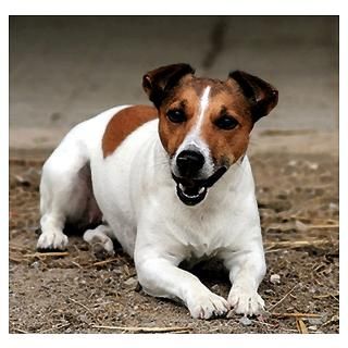 Wall Art  Posters  Jack Russell Terrier Dog