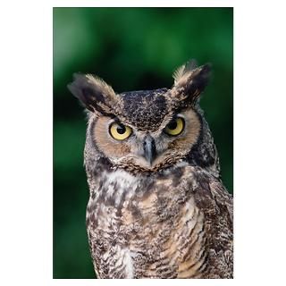 Wall Art  Posters  Great Horned Owl (Bubo