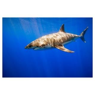 Wall Art  Posters  Great White Shark Poster