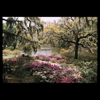 Middleton Place Gardens, South Carolina  National Geographic Art