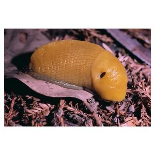 Wall Art  Posters  Banana Slug Poster