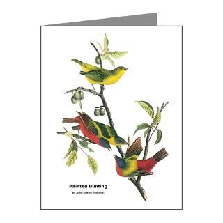 Note Cards  Audubon Painted Bunting Bird Note Cards (Pk of 20