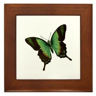 Butterfly 24 Framed Tile for $15.00