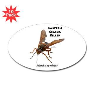 Cicada Killers  Show Me Joes Nature Shop