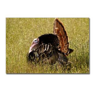 Big Tom Turkey  Trackers Tracking and Nature Store