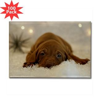 vizsla puppy rectangle magnet 100 pack $ 151 99