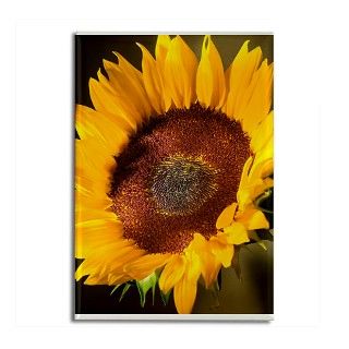Bloom Gifts  Bloom Kitchen and Entertaining  Sunflower_2 Rectangle