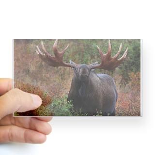 Bullwinkle Stickers  Car Bumper Stickers, Decals