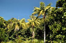 Kentia Palm Tree Seedlings 50 Off Great Indoor Plant Seeds To