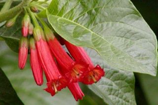 Iochroma Fuchsioides Red Flower Un Rooted Cutting