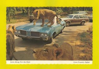 Postcard Lion Safari Classic Cars Car 60s Automobile