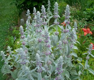 Live Plant Lambs Ears Fuzzy Favorite Hummingbirds Combined Shipping