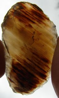 Shaped Hide Scraper Agatized Petrified Wood Larimer Co Colorado