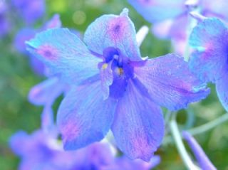 butterfly blue delphinium perennial larkspur perennial flower plant