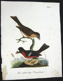 Flycatcher Latham 1790 Handcolored Bird Art Engraving
