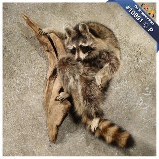 10891 P Raccoon Life Size Wall Hanging Taxidermy Mount on Wood