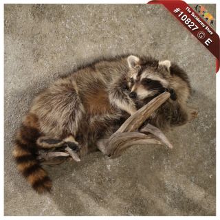10827 E Raccoon Life Size Wall Hanging Taxidermy Mount