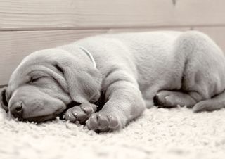 Close up image of an adorable Wiemaraner puppy sleeping on a soft rug