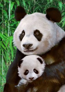 Close up image of a mother Giant Panda holding her cub. Their heads