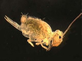 Very RARE Fossil Springtail Symphypleona in Genuine Baltic Amber