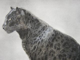 John Seerey Lester Regal Majesty Leopard Ed Print