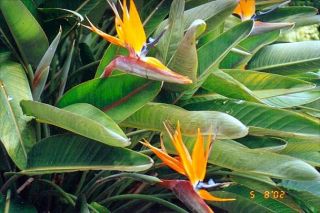 Orange Bird of Paradise Live Plants Strelitzia