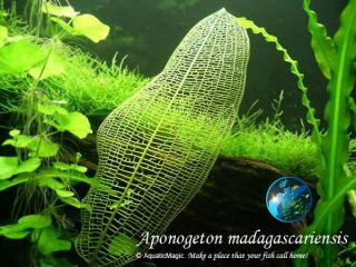 Madagascar Live Aquarium Plant Fish Tank Decor Inv