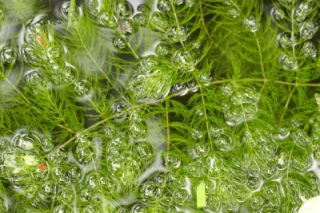 pond, here are five large strands of Hornwort, each about 6 12 long