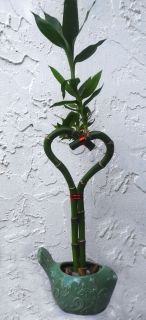 Lucky Bamboo Arrangement Heart in Green Bird Ceramic Container