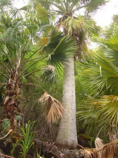 Puerto Rican Hat Palm Tree Sabal Causiarum Massive Fat Concrete Trunk