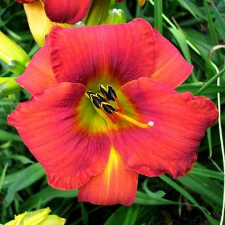 Chicago Apache Red DAYLILY DF Live Plants Perennial Flowers