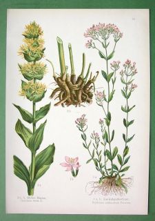 Gentian Gentiana Lutea Centaury Botanical Color Antique Print