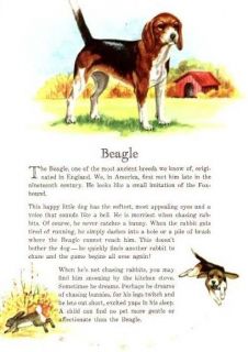Beagle 1950 Vintage Dog Print Matted