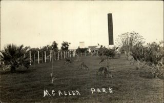 McAllen Park Texas TX c1910 Real Photo Postcard