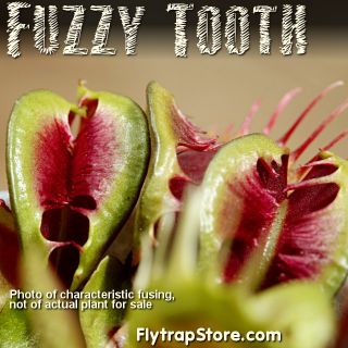 RARE Fuzzy Tooth Venus Fly Traps
