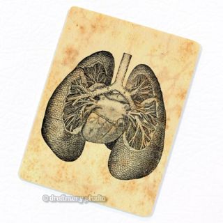 Lungs Deco Magnet; Anatomy Vintage Medical Illustration respiratory