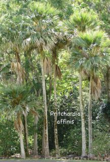 50 Seeds Loulu RARE Hawaii Palm Pritchardia Affinis