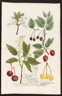Weinmann 1737 Phytanthoza Iconographia Folio Botanical Cherry Tree 351