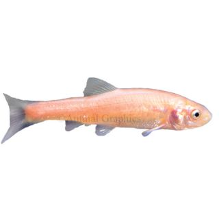 Rosy Red Minnow   Goldfish   Fish