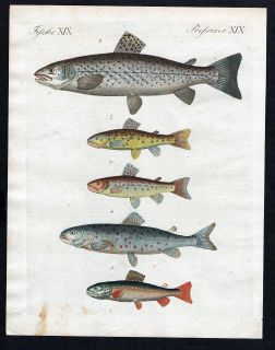 1800 Fische fishes Forelle Forellen Kupferstich Bertuch