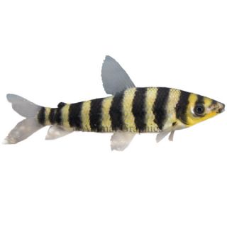 Leporinus Fasciatus   Tropical Semi Aggressive   Fish
